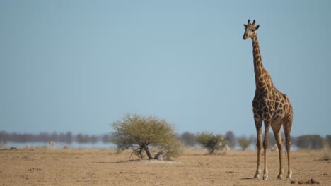 giraffe standing still as other animals move around him, then starts walking away