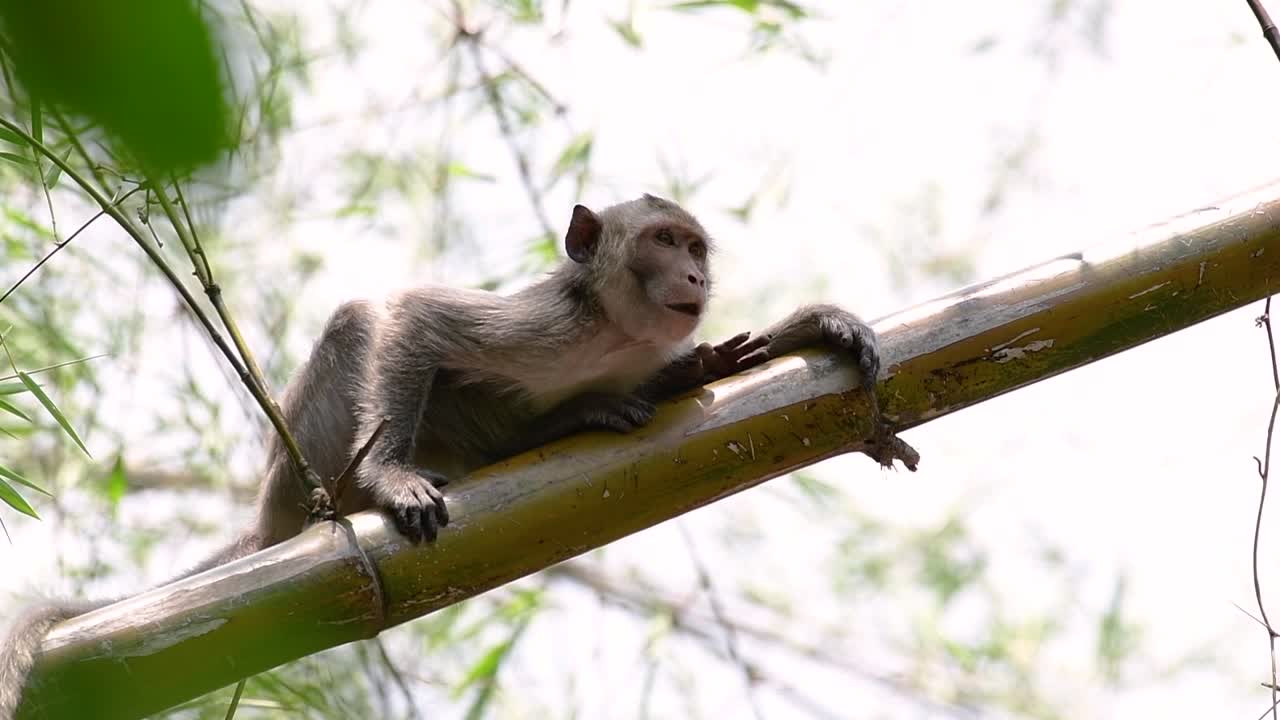 los macacos de cola larga son los monos más fáciles de encontrar en tailandia, ya que están presentes en complejos de templos, parques nacionales e incluso pueblos y ciudades