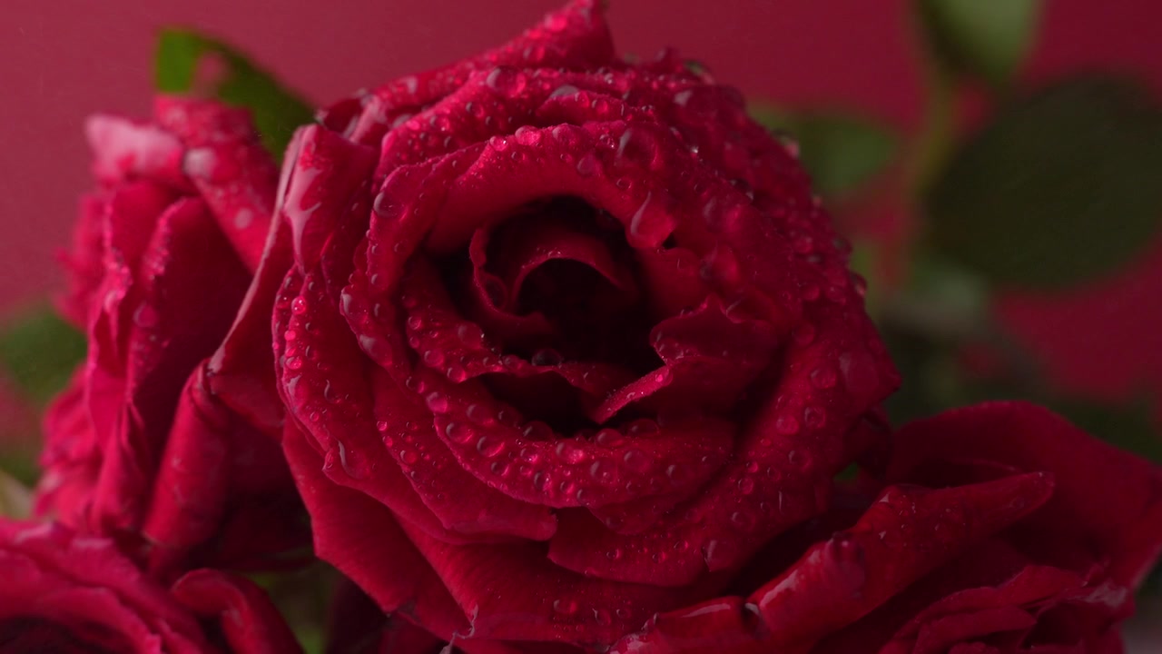Vidéo en gros plan d'une rose rouge avec des gouttelettes d'eau