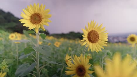 Bask-in-the-breathtaking-beauty-of-vibrant-sunflowers-at-sunset,-a-golden-hued-field-overlooking-Gimnyeong-Beach-on-Jeju-Island,-Korea