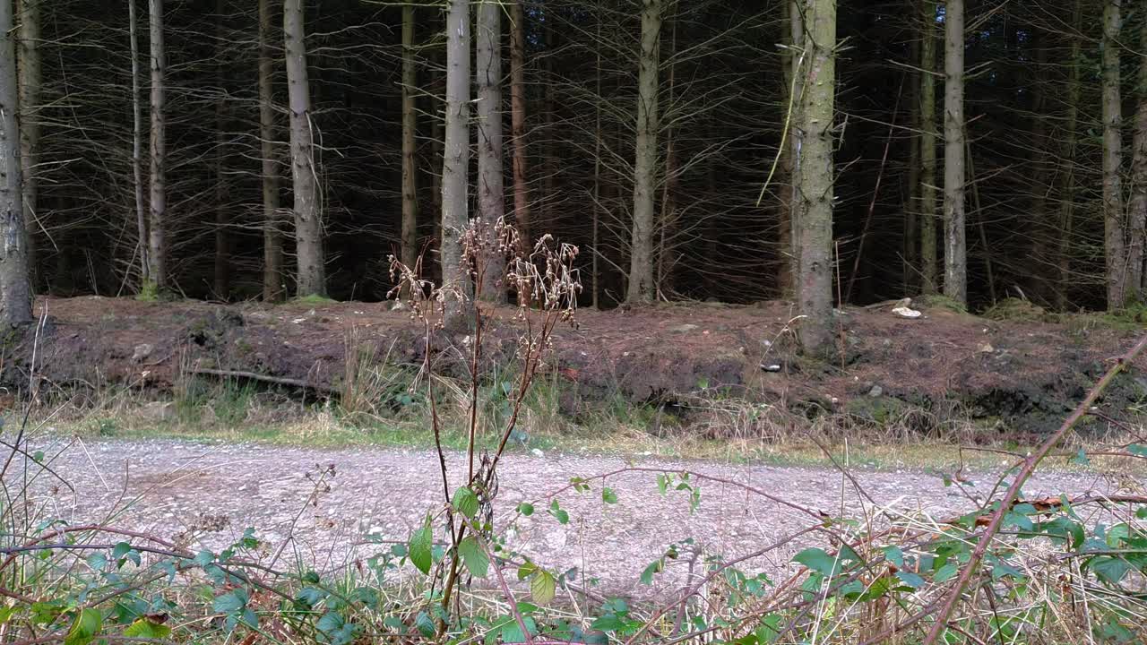 Dog team running past pulling a man on a dog sled with wheels. Looping video