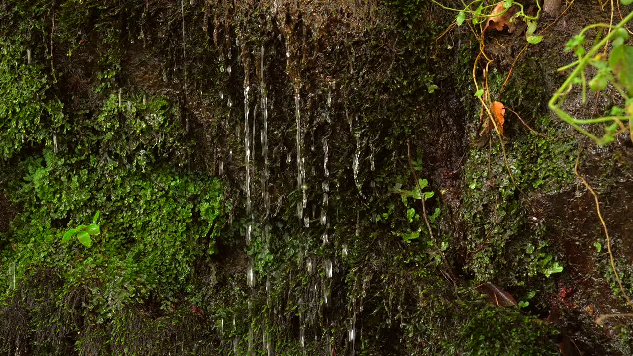 Moss Covered Wall with Water