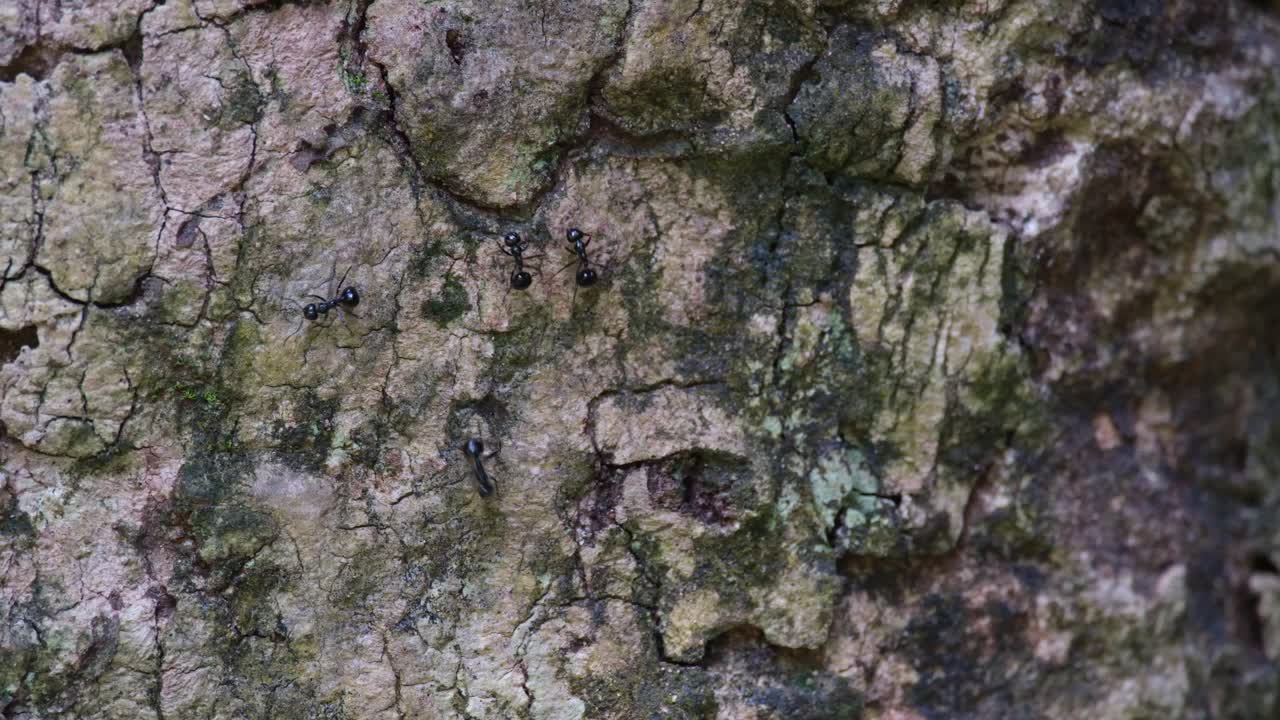 la cámara se aleja mientras estas hormigas suben y bajan y se detienen en medio de la corteza del árbol para saludarse, hormigas negras en la corteza, tailandia