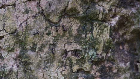 Camera zooms out as these ants go up and down and stops in the middle of the bark of the tree to greet each other, Black Ants on the Bark, Thailand