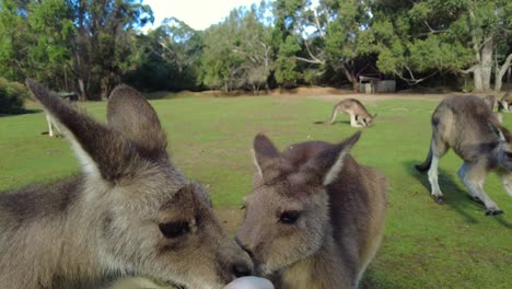 three hungry kangaroos being fed by hand