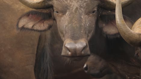 close up portrait shot of a male cape buffalo staring at the camera