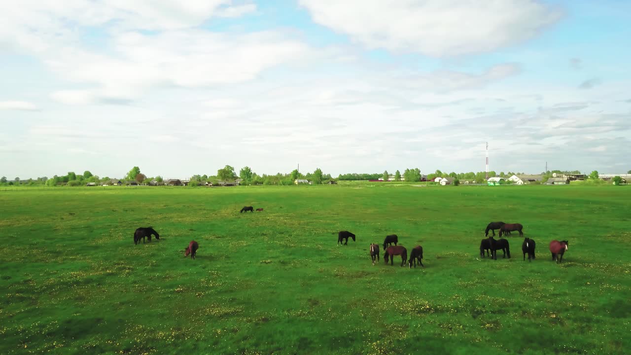 Una mandria di cavalli al pascolo sul prato