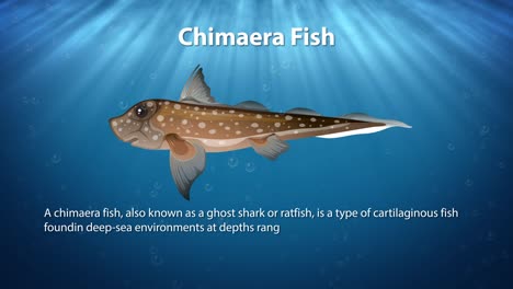 animated chimaera fish swimming in the ocean depths