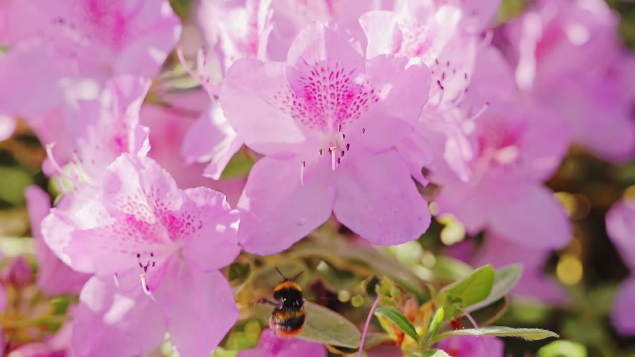 Close up slow motion of bumblebee flying through pink rhododendrons in bloom