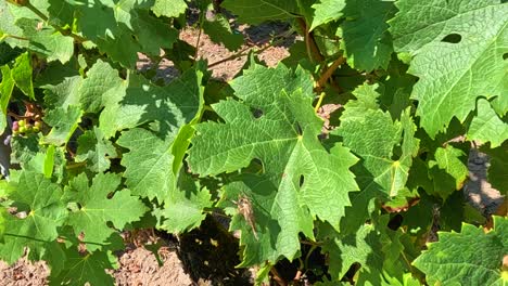 viñas exuberantes en un viñedo iluminado por el sol