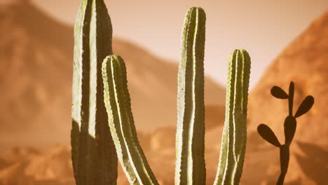 Atardecer-En-El-Desierto-De-Arizona-Con-Cactus-Saguaro-Gigante