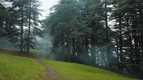 Schöne-Aussicht-Auf-Den-Wald-Voller-Zedern-Und-Grünem-Gras,-Wintersaison,-Im-Chrea-nationalpark---Algerien