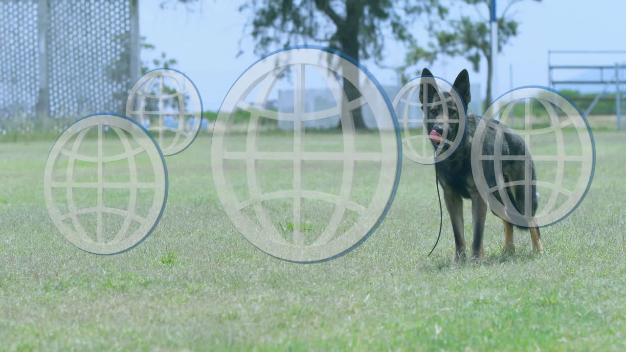 Dog standing on grass with globe network animation overlaying scene