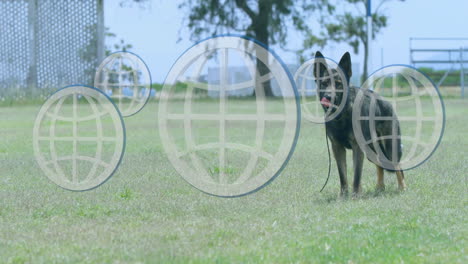 dog standing on grass with globe network animation overlaying scene