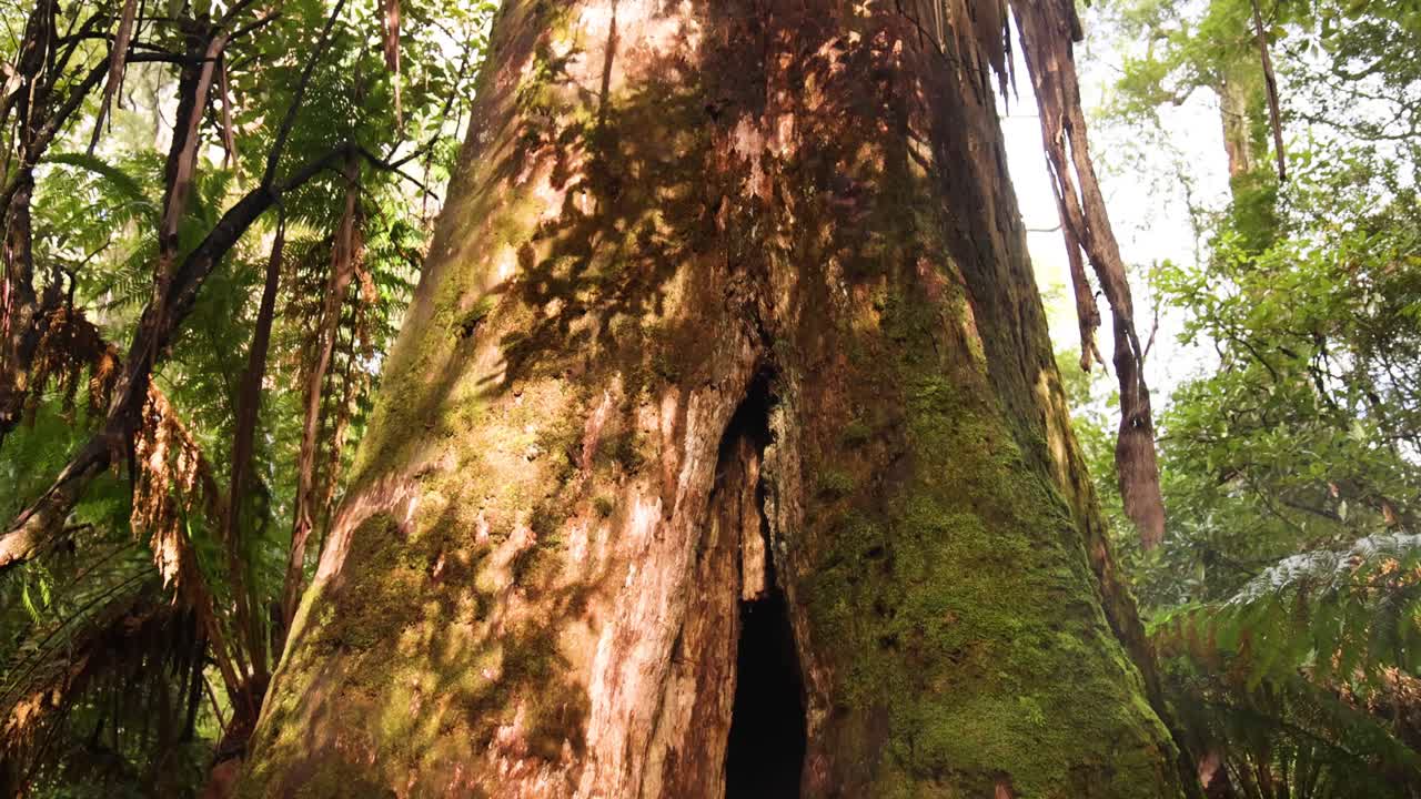 un gran árbol en un exuberante bosque tropical