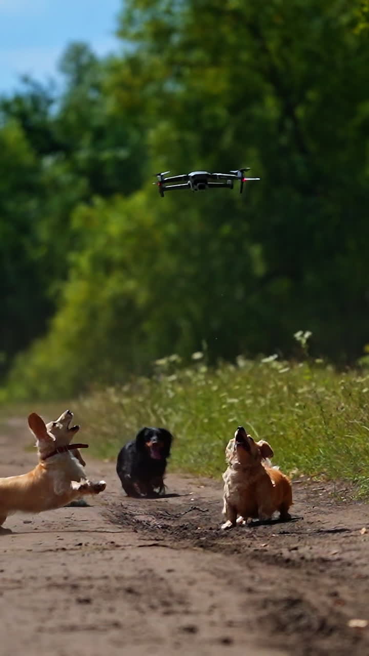 Pedigree pets outdoors. Domestic dogs running and jumping on beautiful green nature background. Drone flying over the running canine pets. Vertical video