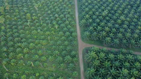 Aerial-flyover-oil-palm-plantation-with-path-in-Wilderness-of-Monte-Plata,Dominican-Republic