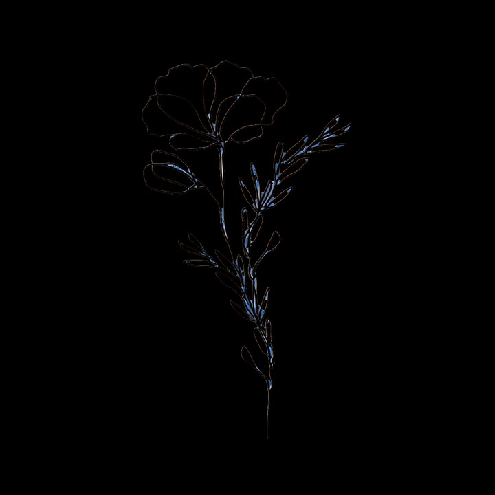 Minimalistisk blomster-lineart-animation, isoleret aktiv, transparent 4K-video, alfakanal, ProRes