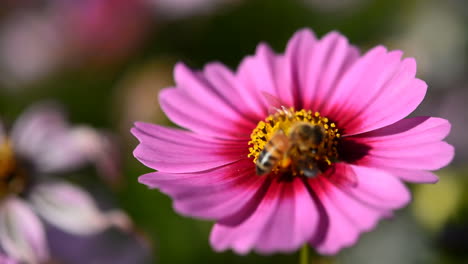 pink cosmos flower with bee