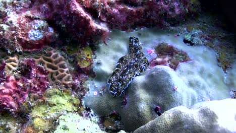 Flatworm-at-Koh-Tao-3