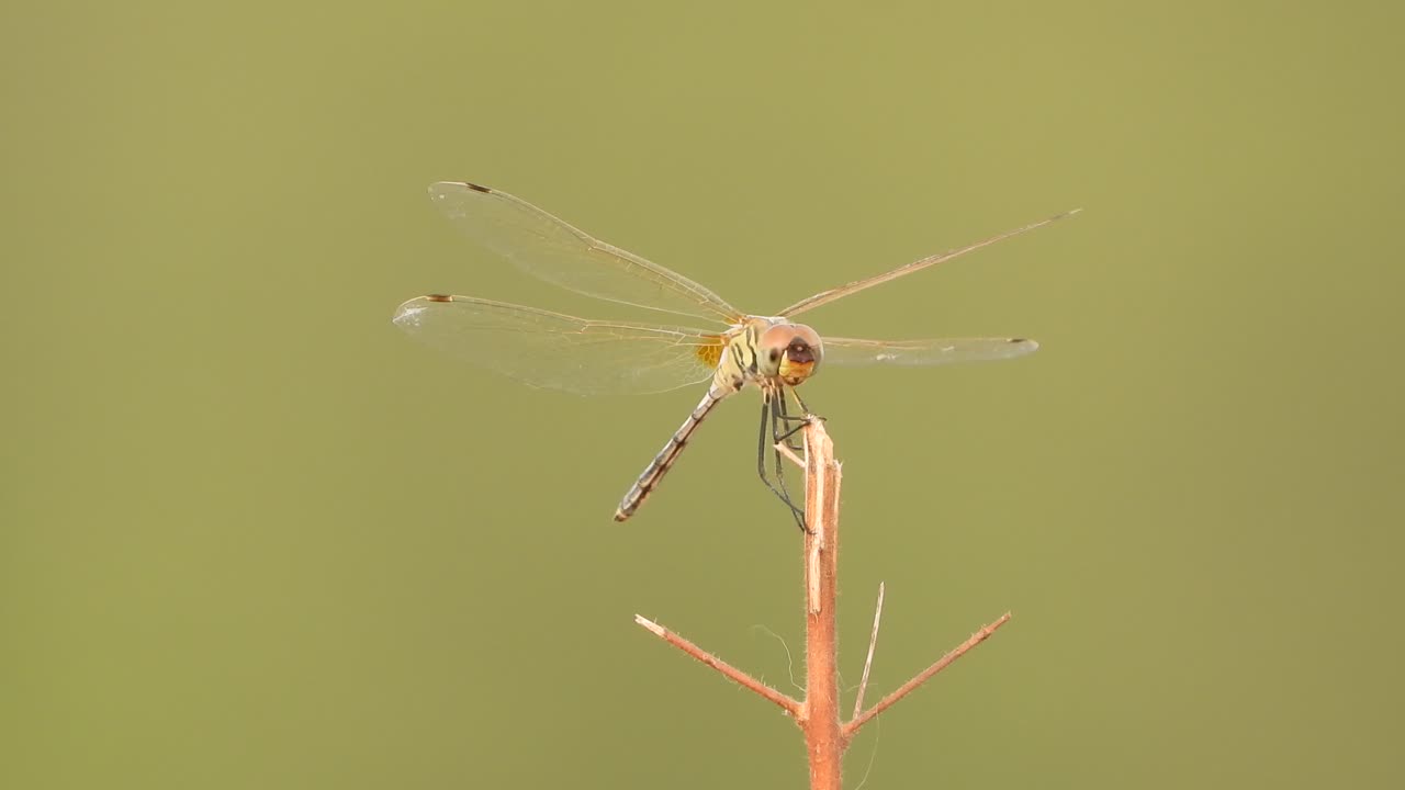 풍력의 잠자리 - 공기