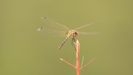 Libélula-En-La-Fuerza-Del-Viento---Aire