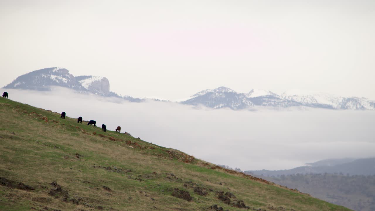 five cows grazing on hill