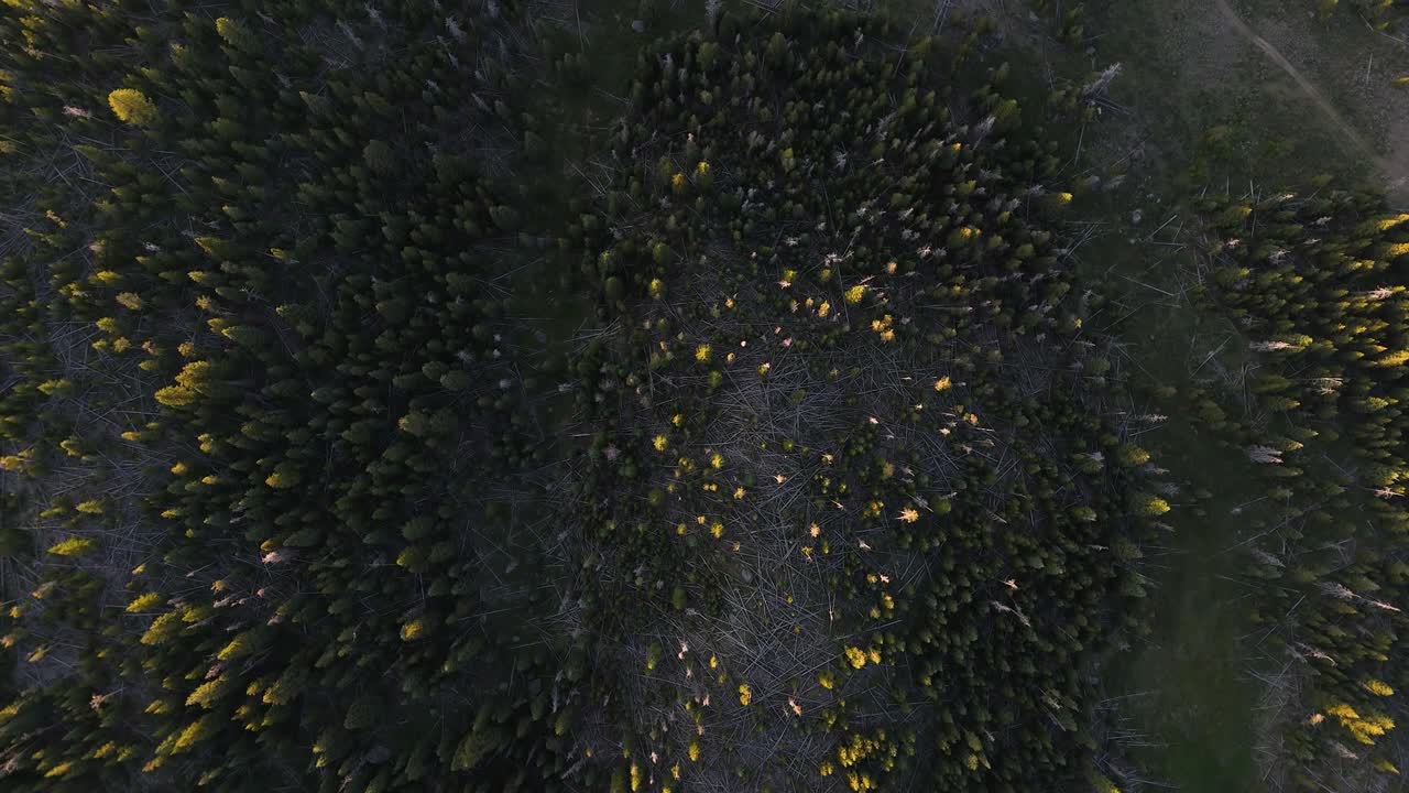 Drone captures dense green woodland with circular clearing in center, showing tall pine and scattered yellow tree in scenic forest landscape of remote West Virginia from high above