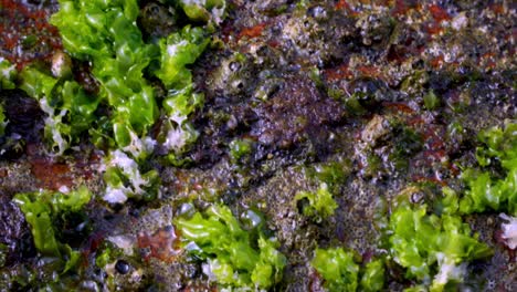 close up of rocks covered in green moss near the shore and foamy sea waves washing over them