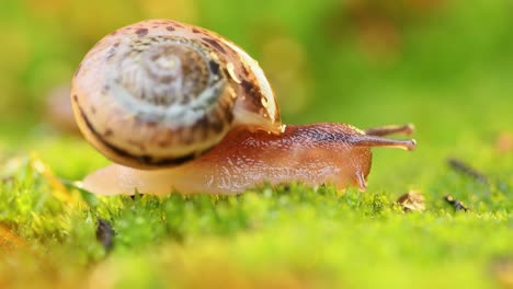 Close-up of a snail slowly creeping in the sunset sunlight.