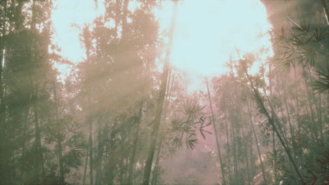 bosque de bambú con sol por la mañana