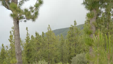 coniferous green forest and peaks covered in fog in national park teide