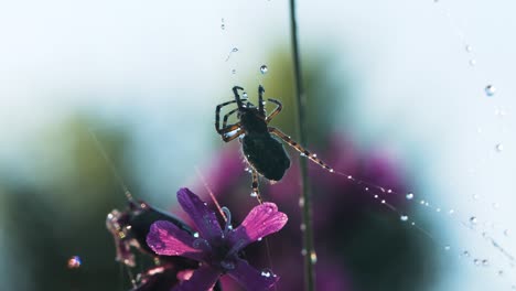 spider on a dewy web with a purple flower