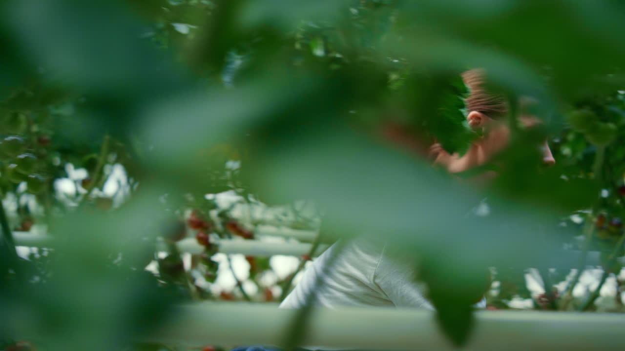 여성 농부가 토마토 농장을 분석합니다. 유기농 농장. 작은 농업 온실.