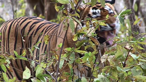 tigre de bengala flehming y oliendo arbustos, ranthambhore n