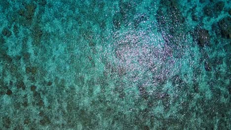 Coral-in-shallow-crystal-clear-Caribbean-sea-from-above-aerial-rise