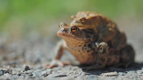 Ein-Paar-Paarende-Frösche-Im-Amplexus-Während-Der-Frühjahrswanderung