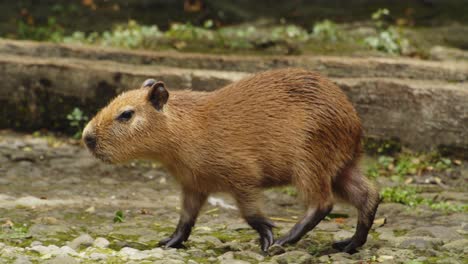 close up of capybara pup walking on ground in protected nature reserve