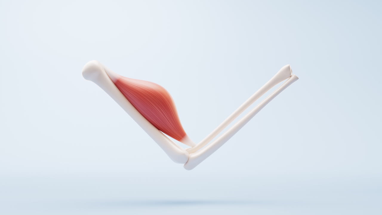 근육 구조, 의료 개념 시각화, 3d 렌더링