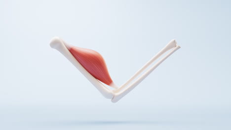 근육 구조, 의료 개념 시각화, 3d 렌더링