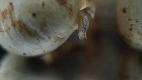 video macro de una pila de setas, champignones crudos, gorras blancas, en un soporte giratorio, movimiento suave, cámara lenta 120 fps