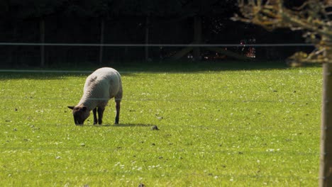 lambs and sheep in grass and playing in trees