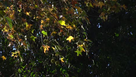 american sweetgum  autumn foliage. slow motion