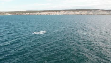 Vista-De-Ballena-Saltando-Cerca-De-Puerto-Pirámides,-Argentina.