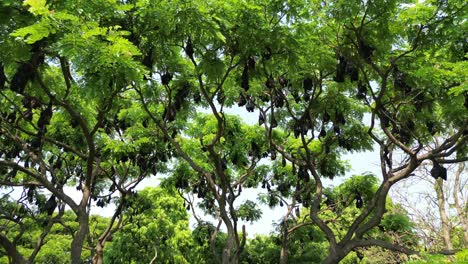 murciélagos de frutas colgando de los árboles en kolhapur