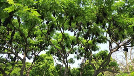 fruit bats hanging from trees wide drove view in kolhapur