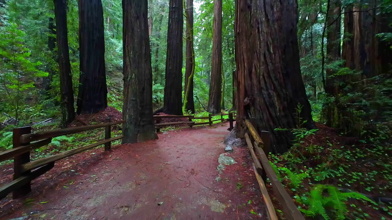 Toma POV caminando por un sendero en el Monumento Nacional Muir Woods, día nublado en California, EE. UU.