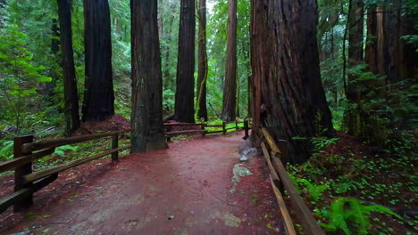 Toma-Pov-Caminando-Por-Un-Sendero-En-El-Monumento-Nacional-De-Muir-Woods,-Día-Nublado-En-Ca,-Estados-Unidos