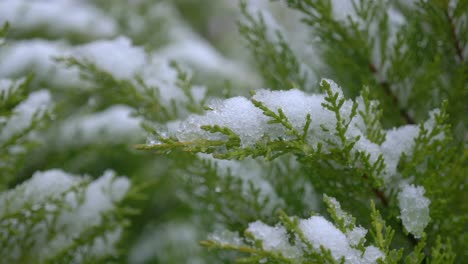 snow-covered evergreen branch