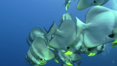 Blue-water-with-lots-of-longfin-spadefish-coming-in-from-all-directions